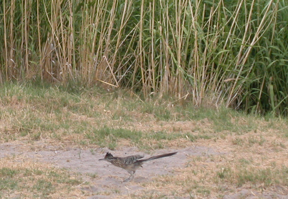 roadrunner by Ro grande